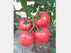 知名的西红柿种子供应商 高产西红柿种子