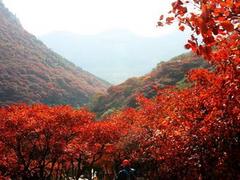 河北上乘秋天红叶公司，山东爱情山红叶