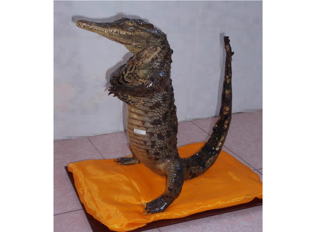 青岛动物标本鳄鱼标本厂家/鳄鱼标本出售价格