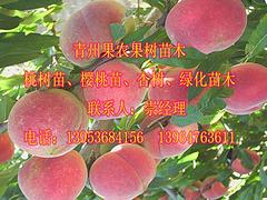 青州映霜红桃苗：供应山东优质的映霜红桃苗