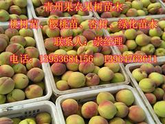 青州映霜红桃苗：供应山东优质的映霜红桃苗