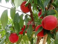 中桃10-7种植工艺|的中桃10-7桃苗推荐