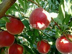 山东中桃2-24——想要实惠的中桃2-24桃苗就来利群果树苗木