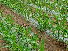广东玉米保温地膜批发 南宁具有口碑的农用地膜提供商