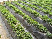 南宁市晟和兴塑胶专业供应蔬菜专用地膜|贵州蔬菜专用膜厂家