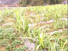 南宁划算的甘蔗专用地膜哪里有供应——多品种农用地膜