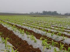 玉米地膜在哪里有供应，广东农用地膜