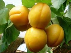 甜杏——价格适中的新鲜甜杏批发市场推荐