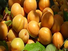 有创意的原生态甜杏种植基地——沧州甜杏