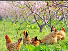 高质量的柴鸡市场价格情况|柴鸡禹州养殖基地