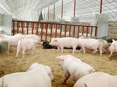 生猪养殖基地|许昌超值的生猪哪有卖