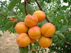 哪儿有专业的杏树批发市场 杏种植基地