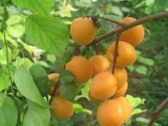 杏树批发采购——想要实惠的杏树就来禹州旗杆山种植公司