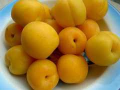 许昌专业的优质甜杏种植基地 杏