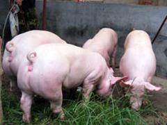 名声好的大白母猪供应商推荐：大白母猪养殖基地