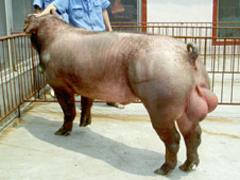 潍坊超值的杜洛克种猪·厂家直销——青州杜洛克猪