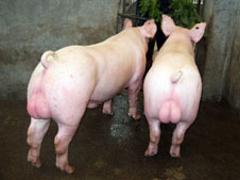 杜洛克种猪价格 山东专业的杜洛克种猪生产基地