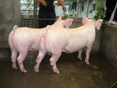 二元母猪供应——高质量的长大二元母猪市场价格