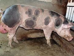 皮特兰母猪价格——口碑好的皮特兰猪提供商，当属清海种猪场