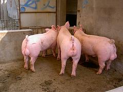 yz的大白种猪就在清海种猪场：出售大白公猪