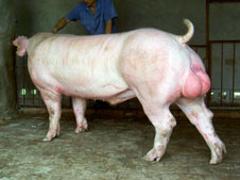 潍坊性价比高的大白母猪供应|山东大白种猪