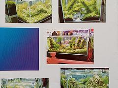 专业的水草造景鱼缸 精巧的水草造景鱼缸，水蓝玻璃制品供应