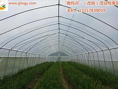 广西W默科特——优质的桂林茂谷柑苗出售