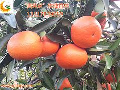 供应广西优质的桂林改良茂谷柑：广西桂林改良茂谷柑