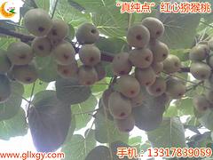 桂林茂谷柑苗哪里有卖：湖南红阳猕猴桃