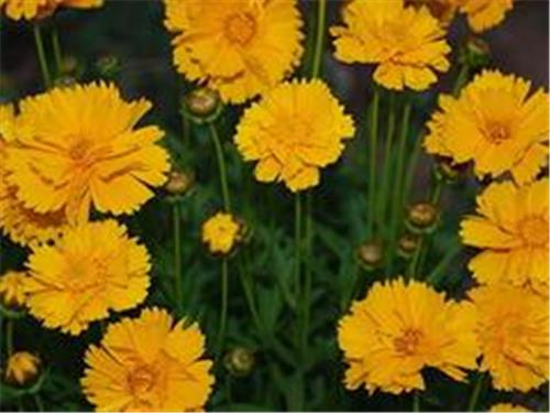 双林花卉苗木专业合作社出售具有口碑的金鸡菊——黄楼宿根草花
