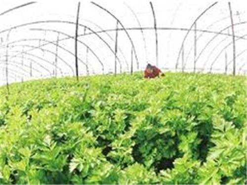无污染蔬菜代理加盟：江苏划算的绿色有机大棚蔬菜供应