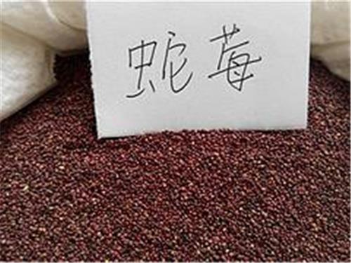 潍坊口碑好的蛇莓种子哪家有：蛇莓批发商