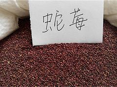 潍坊规模大的蛇莓种子提供商|蛇莓种子销售商