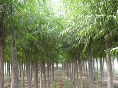 广西信誉好的林木种植公司，灵川林木种植