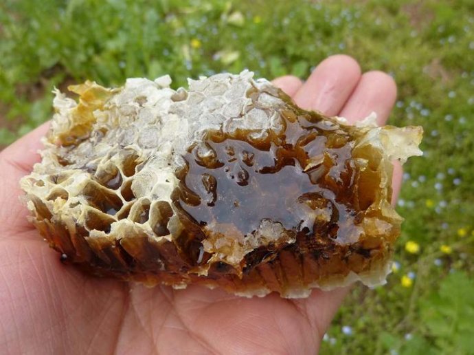哪儿有批发超值的土蜂蜜 供销野生蜂蜜