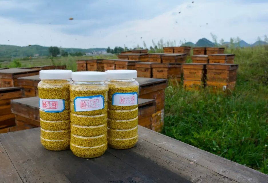 贵州蜂花粉专卖店_划算的蜂花粉哪里有卖