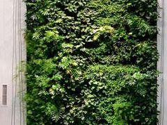 安装gf真植物墙主选兴卉园艺场——福建绿植墙