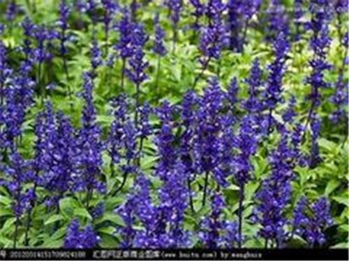 羽衣甘蓝种植：口碑好的鼠尾草提供商，当属学军花卉合作社