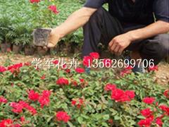 学军花卉合作社专业供应红宝石月季|新疆月季