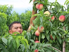 叠彩台湾油桃苗|品种好的南方苹果桃价格怎么样