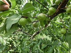 贵州南方苹果桃|想要品种好的大红桃苗就来桂林亿朵鲜果苗种植