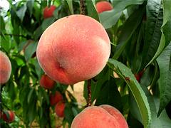 贵州南方苹果桃|想要品种好的大红桃苗就来桂林亿朵鲜果苗种植