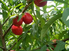 中油16号油桃找桂林亿朵鲜果苗种植：中油16号油桃价格如何