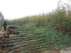 苗农在线供应园林绿化苗木竹子青竹价格 苗农在线