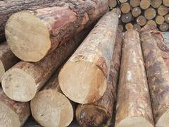 口碑好的铁杉哪里有卖：进口福建建筑木材