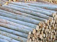 价位合理的福建建筑方木：买新式的桉树木料优选亚誉双木业