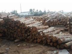 宁德建筑木材|出售莆田物超所值的桉树方木