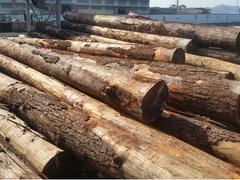 海南福建方木——物超所值的花旗亚誉双木业供应