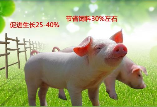 【行业{yl}】山东乳猪宝销售|山东乳猪宝品牌|山东乳猪宝哪家好