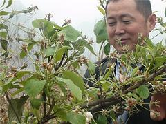 广东广西大果山楂 在哪能买到好种植的广西大果山楂